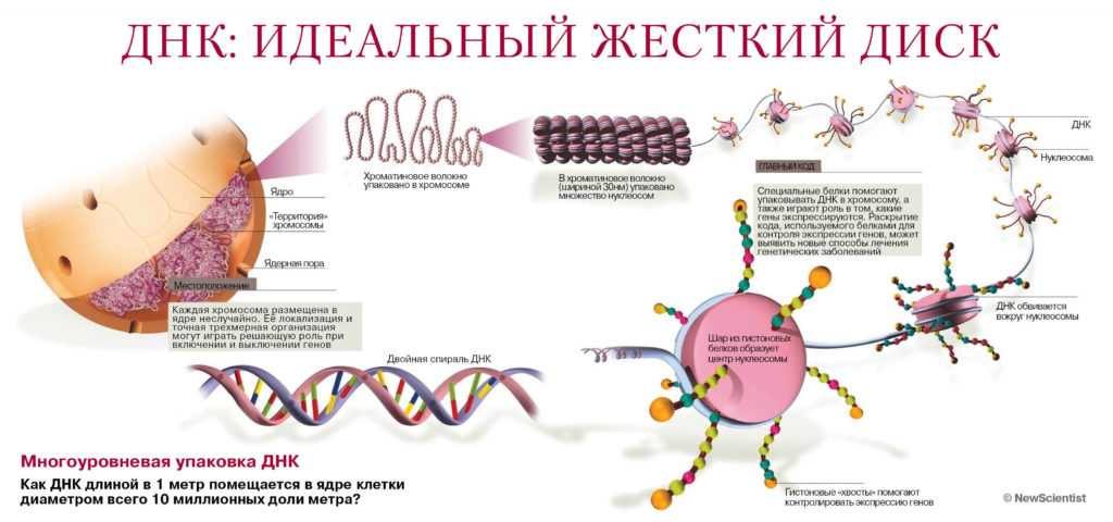 Произнесенное слово для ДНК есть волновая генетическая программа